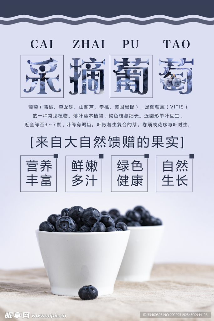 采摘葡萄