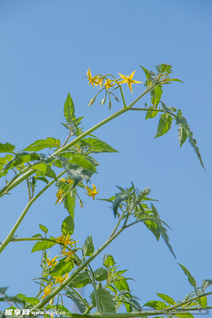 番茄花