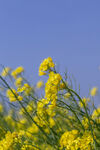油菜花
