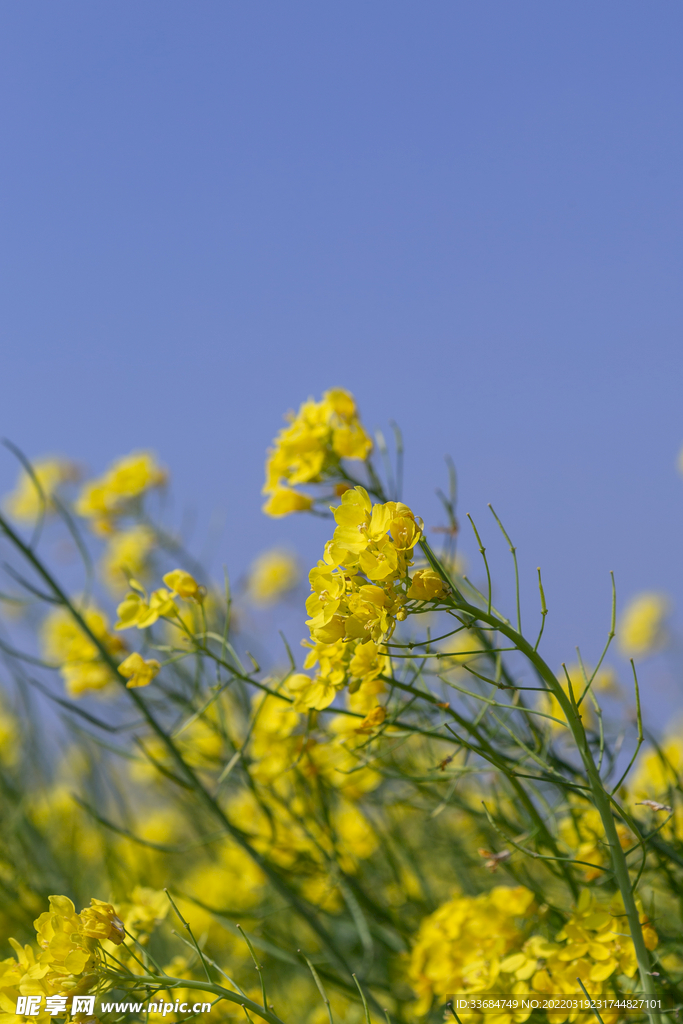 油菜花