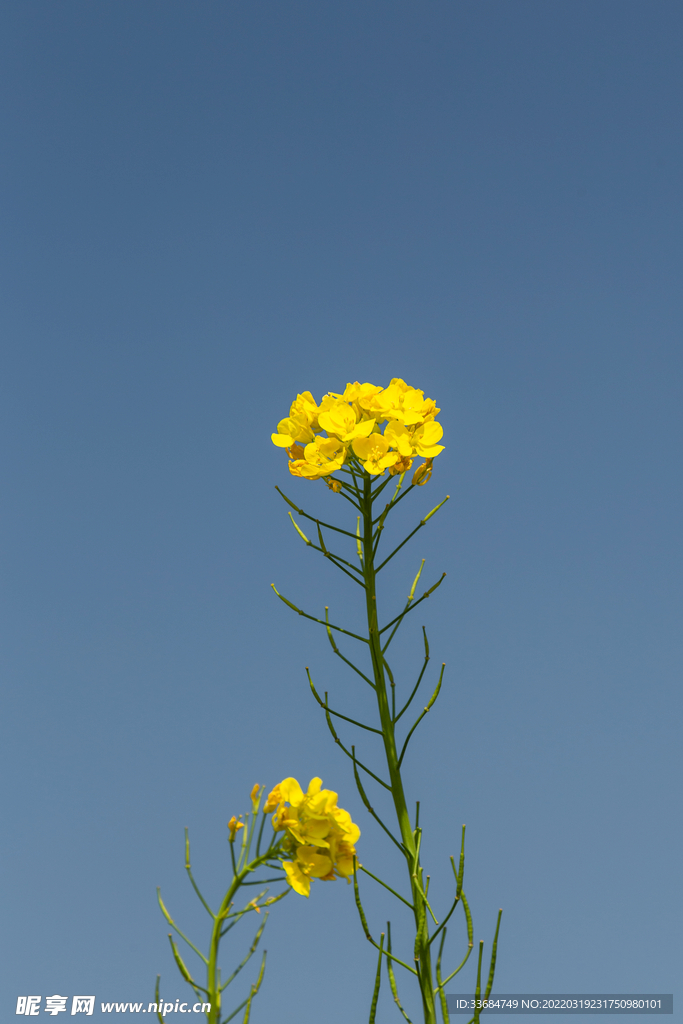 油菜花 小黄花