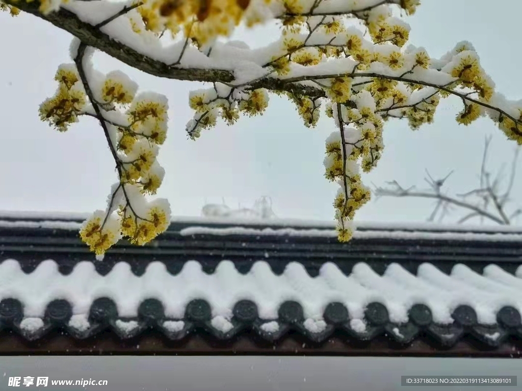 春雪 银叶金合欢