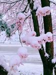 春雪 桃树桃花