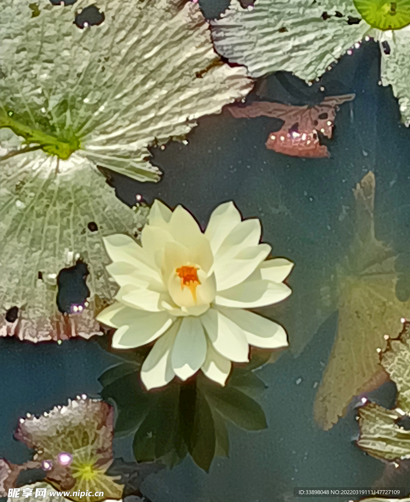 荷花