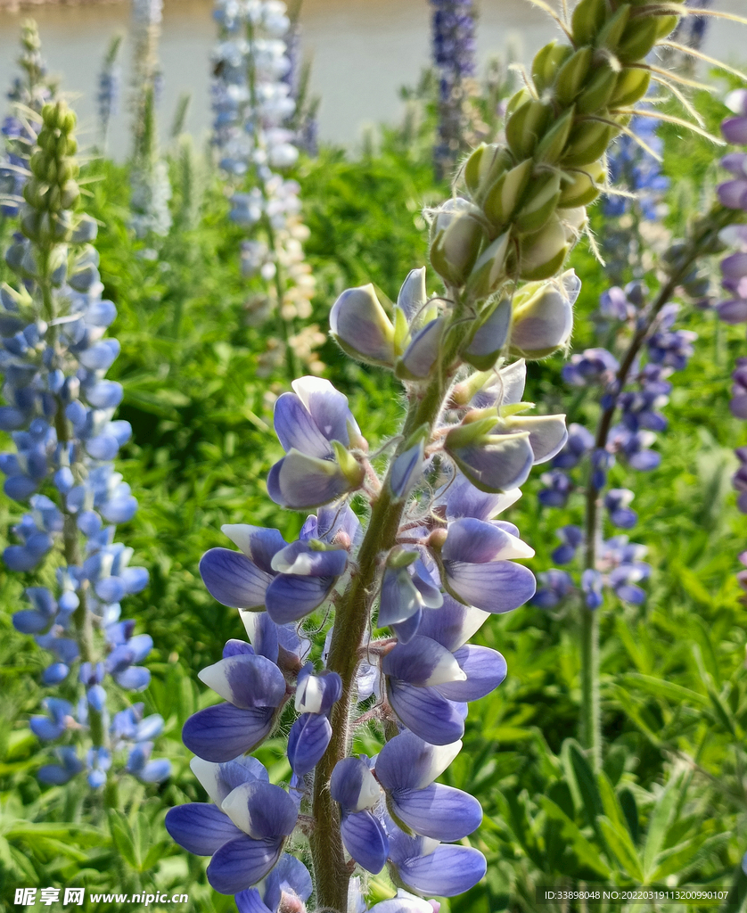 紫花