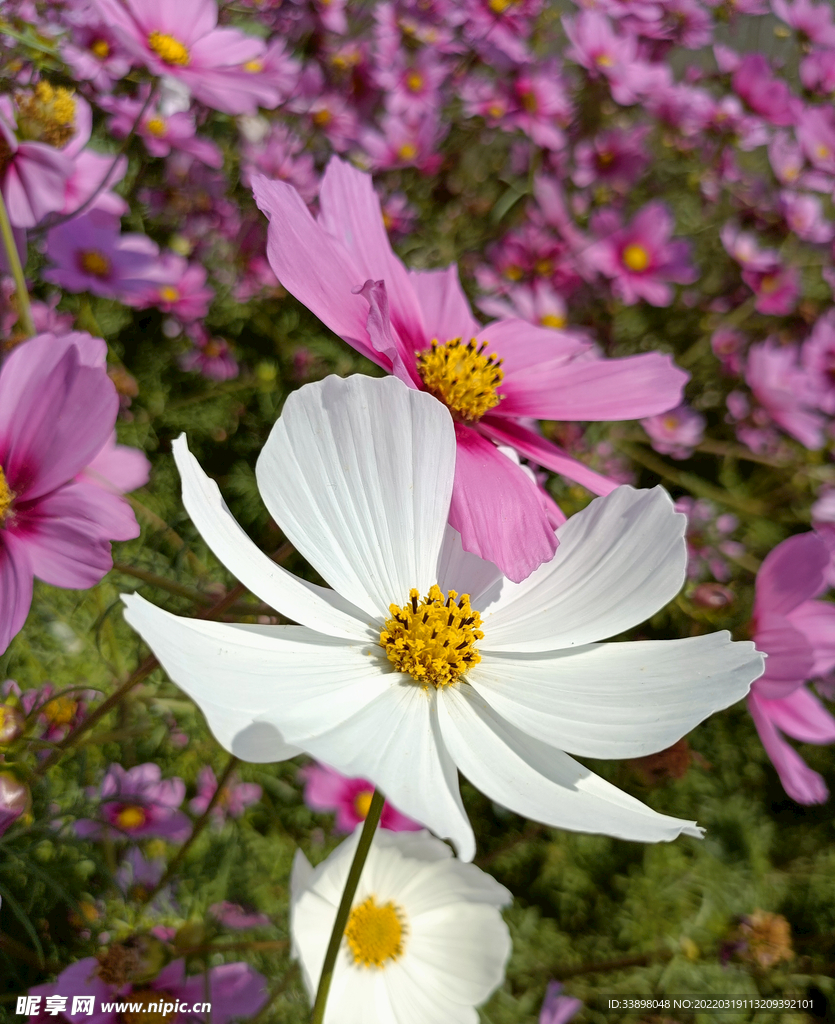 秋英花朵