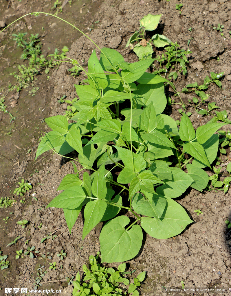 四季豆菜苗