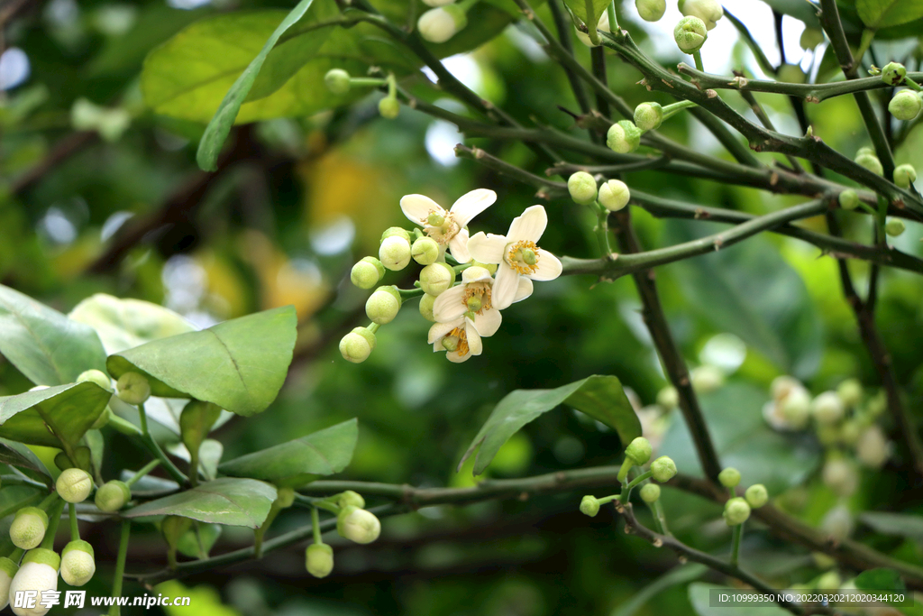 柚子花