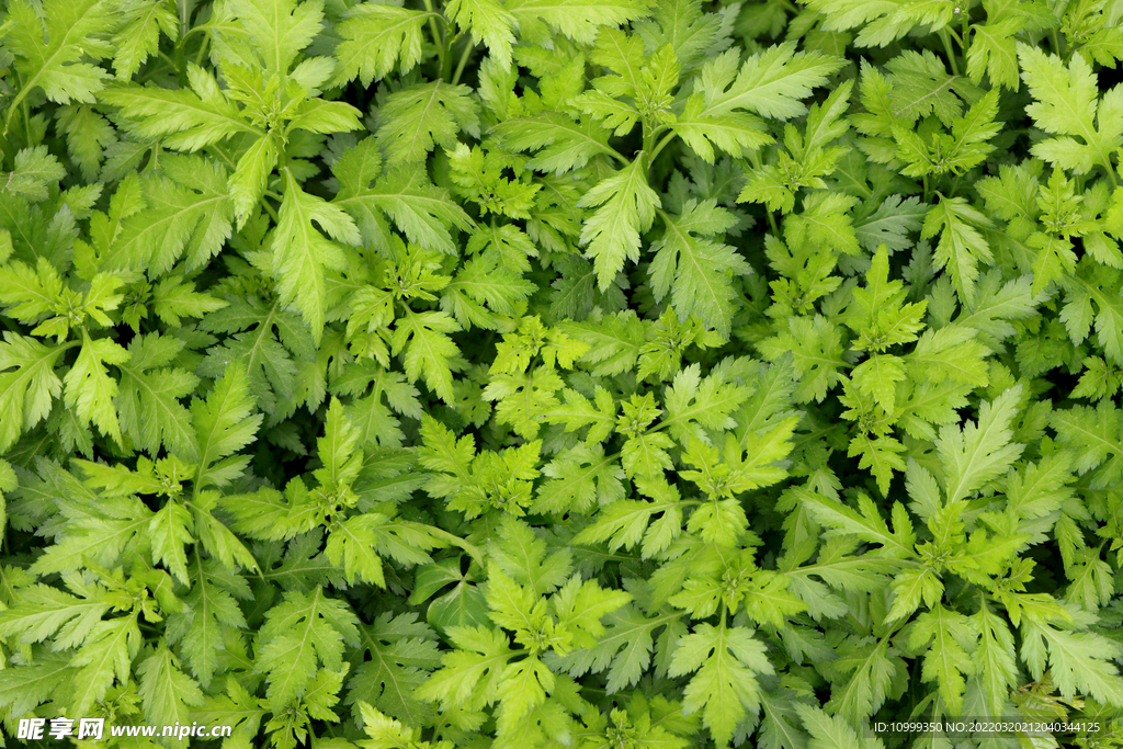 艾草