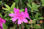 山杜鹃花