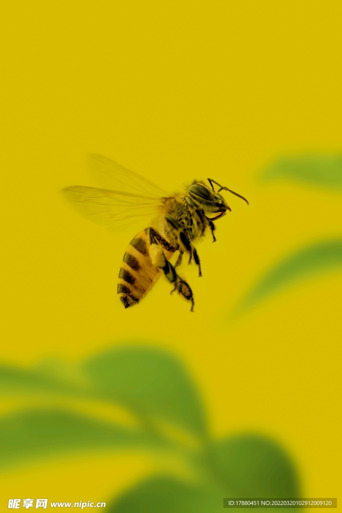 蜜蜂