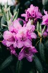 高山杜鹃花