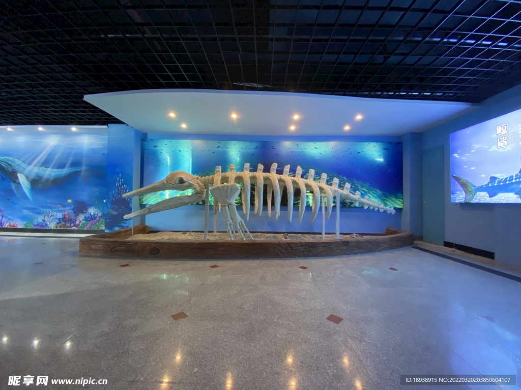 鲸鲨化石
