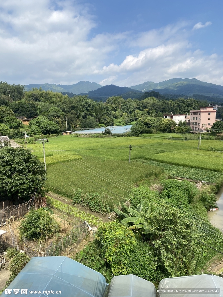 高山稻田