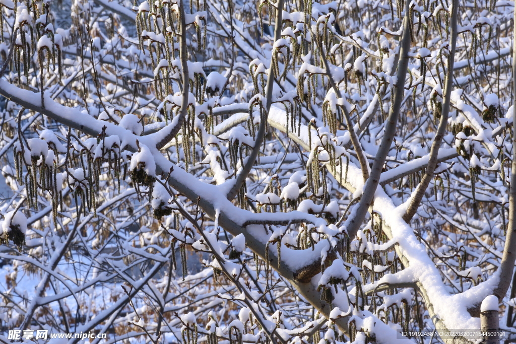 雪景 