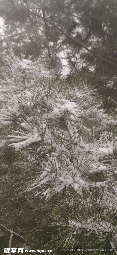 雪景