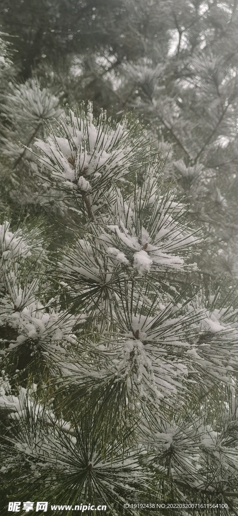 雪景 