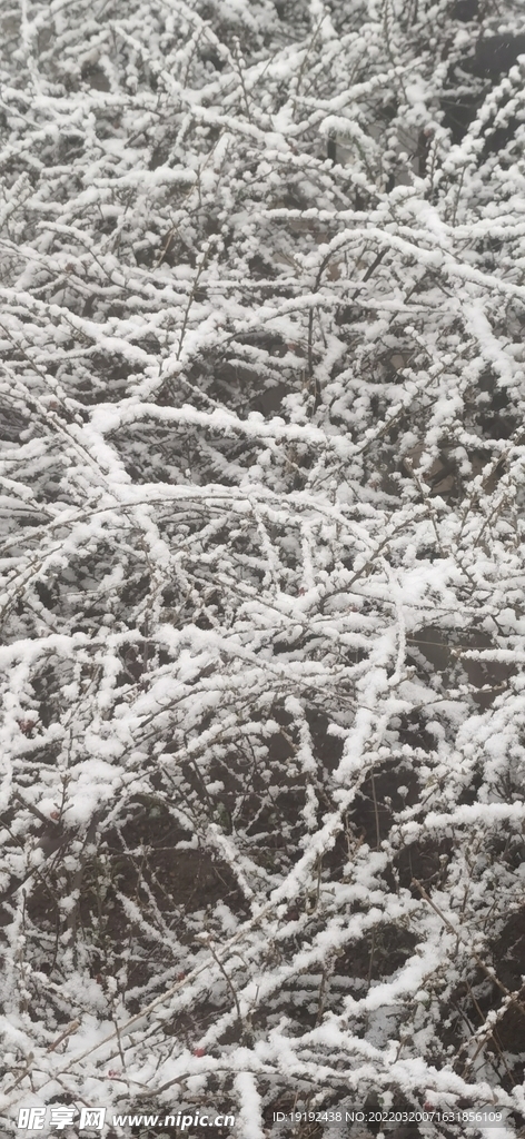 雪景 