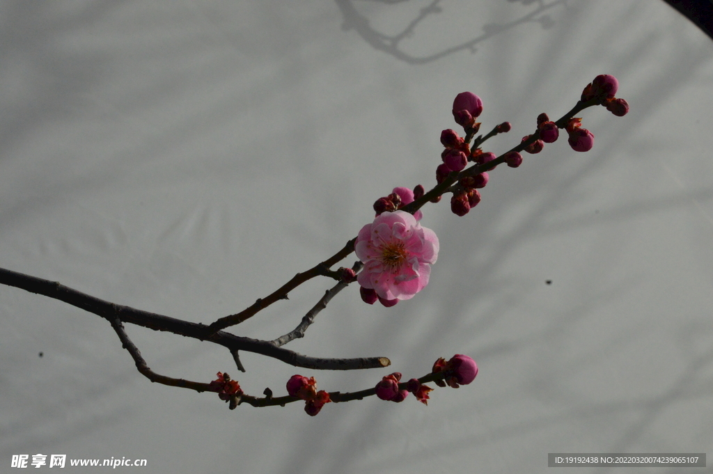 梅花 