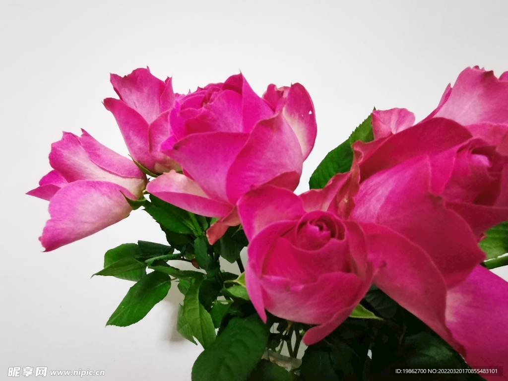 牡丹花 花卉