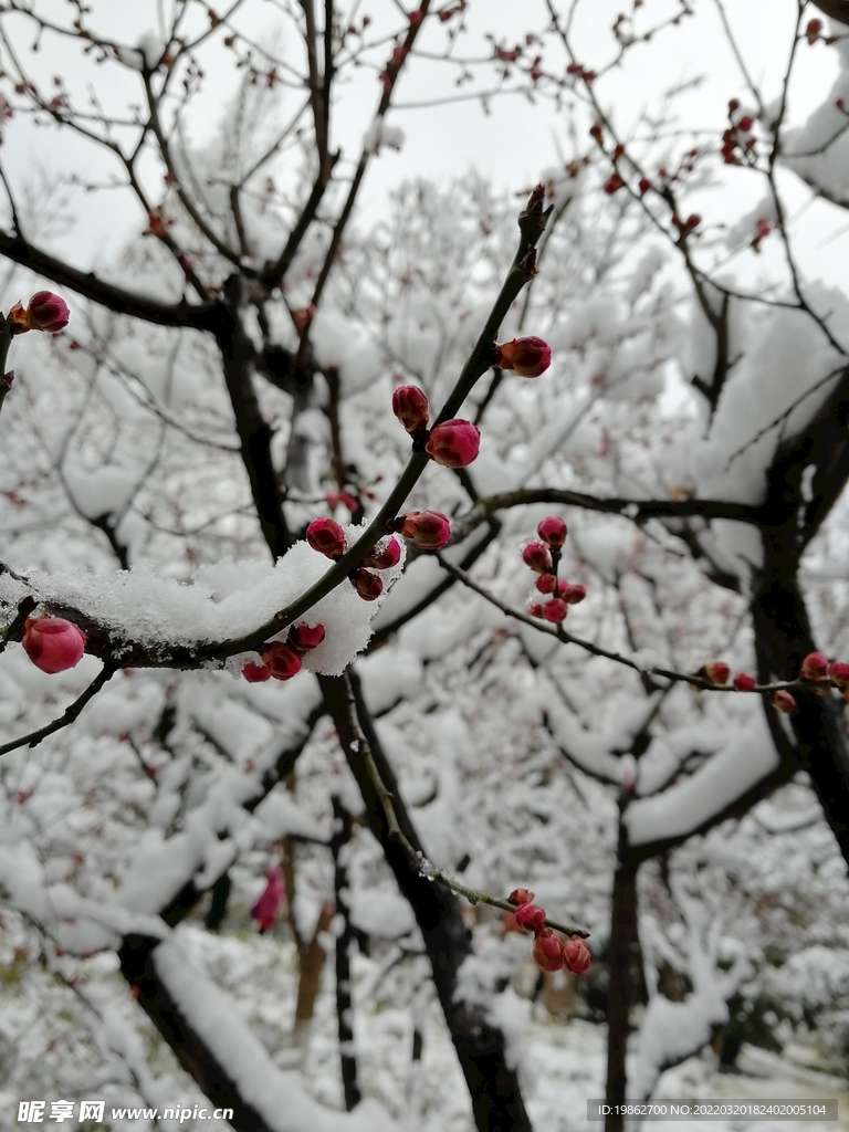 红梅腊梅冬天雪景