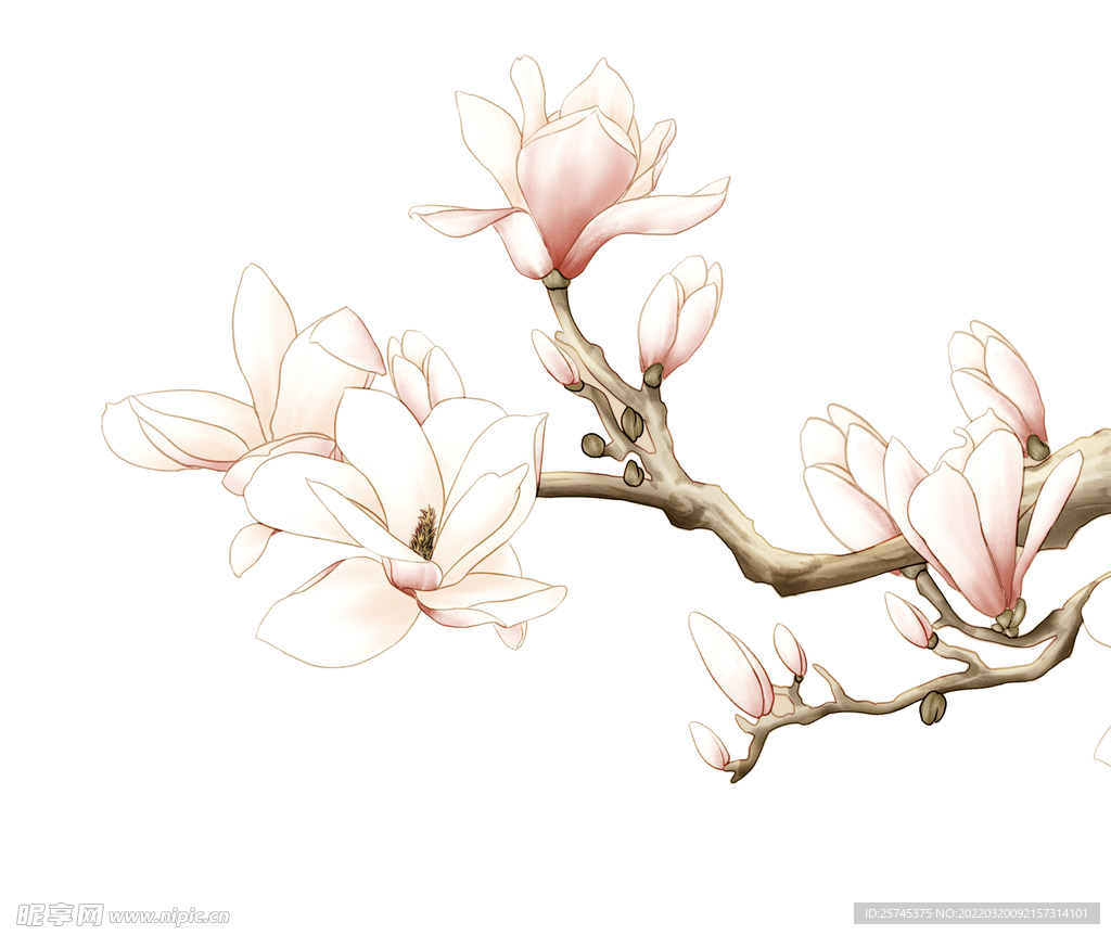 玉兰花