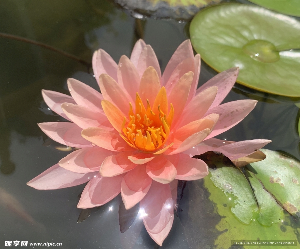 红莲花池塘莲花花朵白花