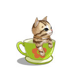 茶杯猫            