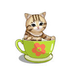 茶杯猫            