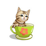茶杯猫            