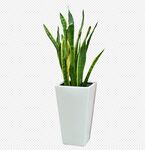 绿色植物