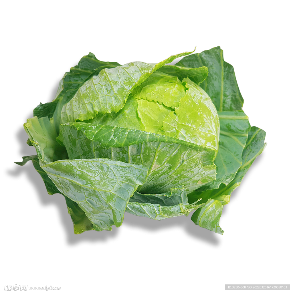 卷心菜