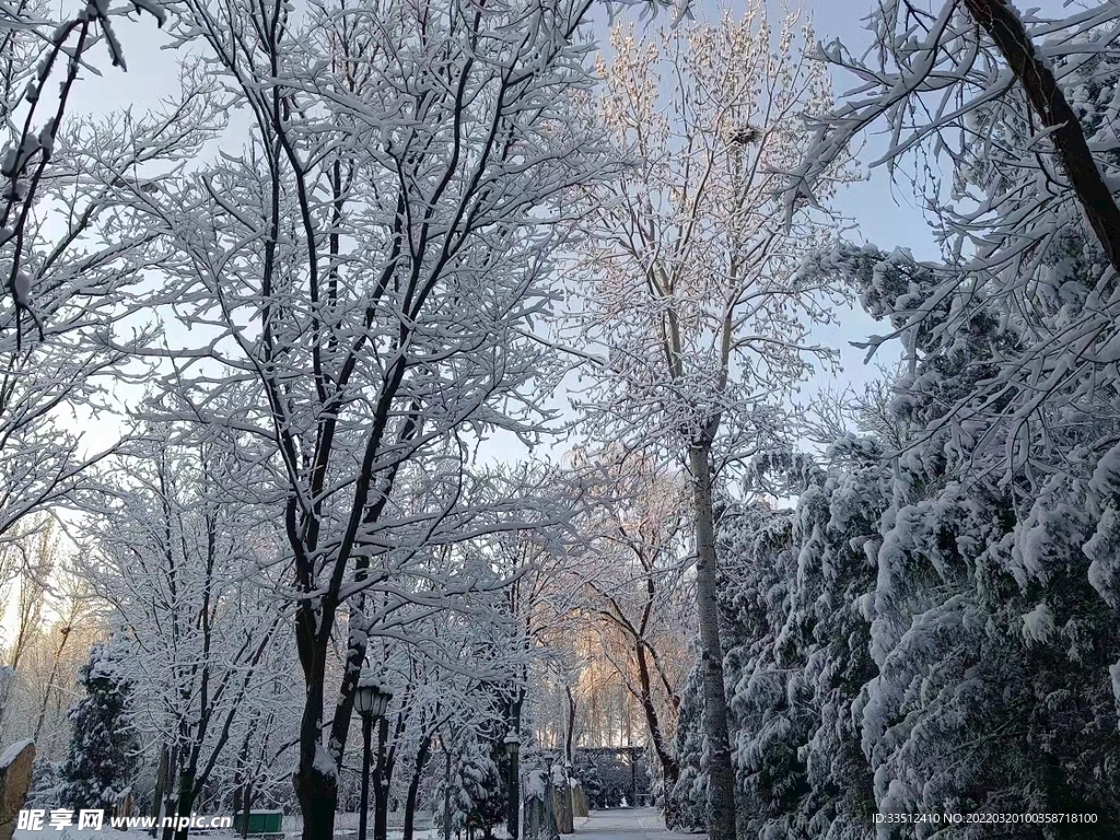 春雪玉树