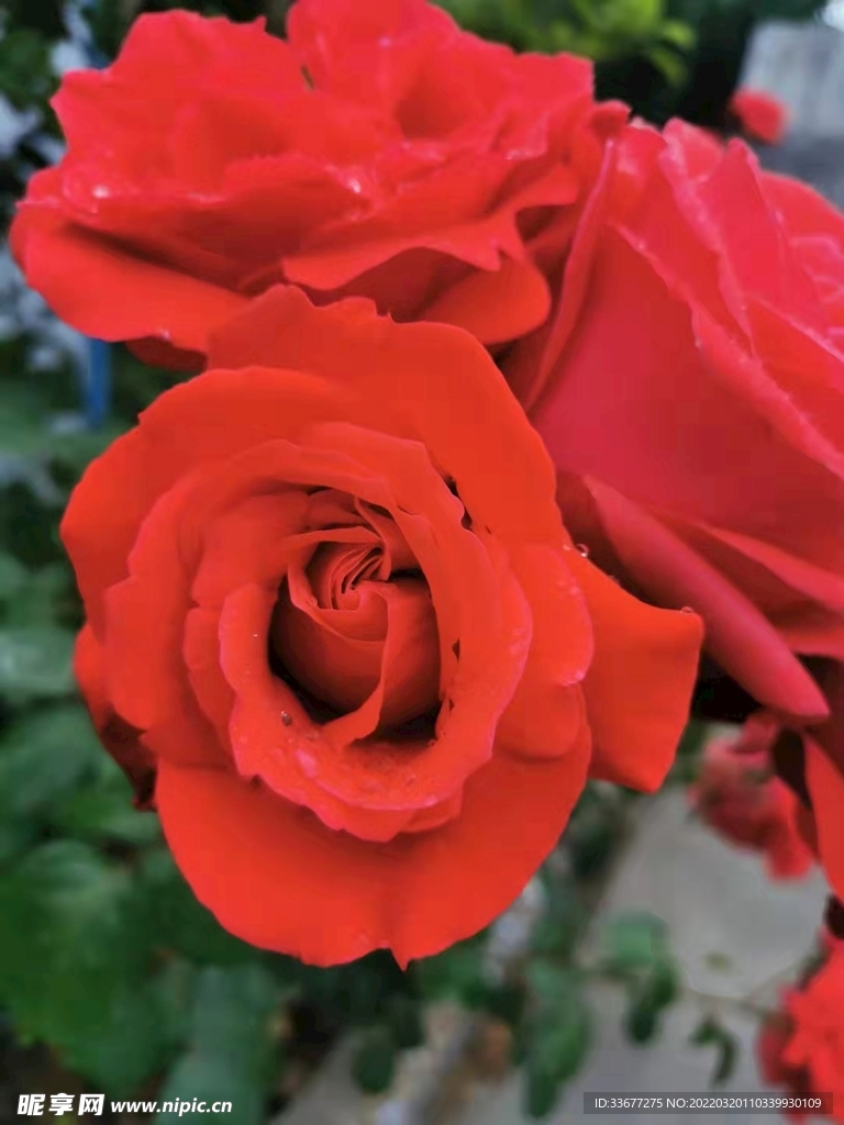 玫瑰花