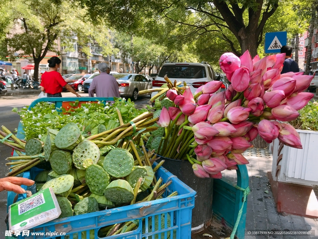 荷花莲子