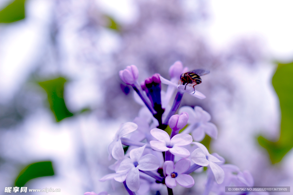 紫色丁香花蜜蜂花卉