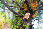 巴松措扎西岛川滇高山栎