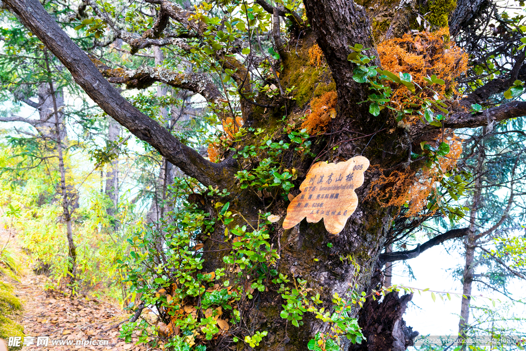 巴松措扎西岛川滇高山栎