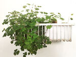绿植四叶草