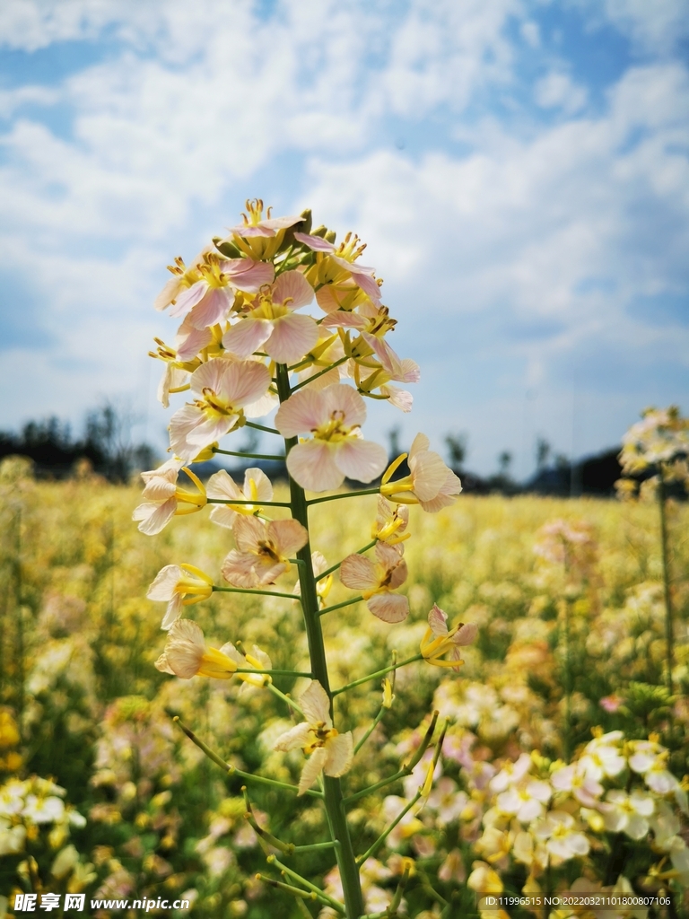 油菜花