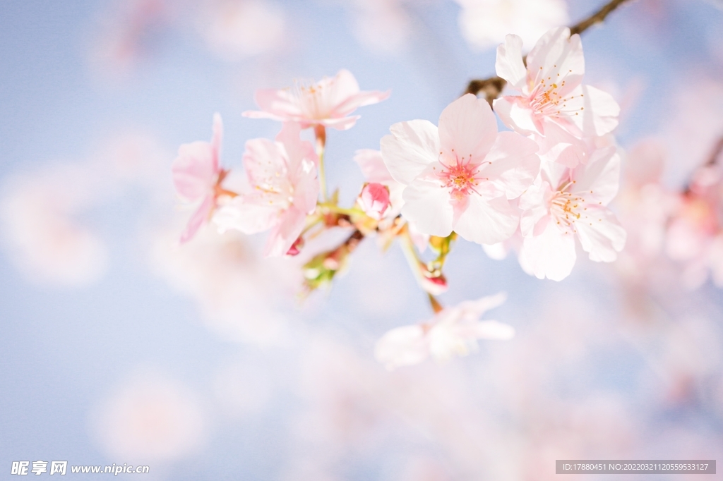 东京樱花