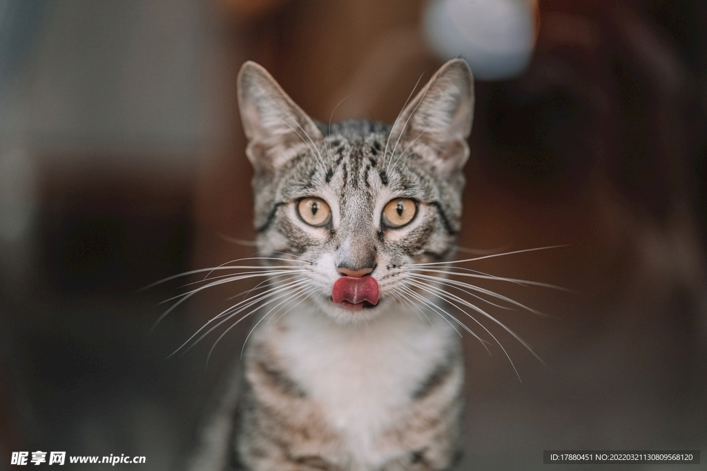 猫