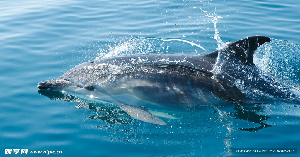 海豚