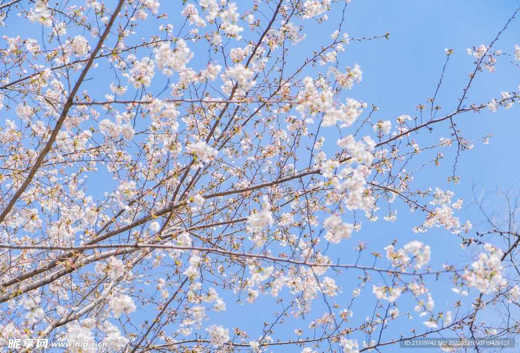 清新樱花