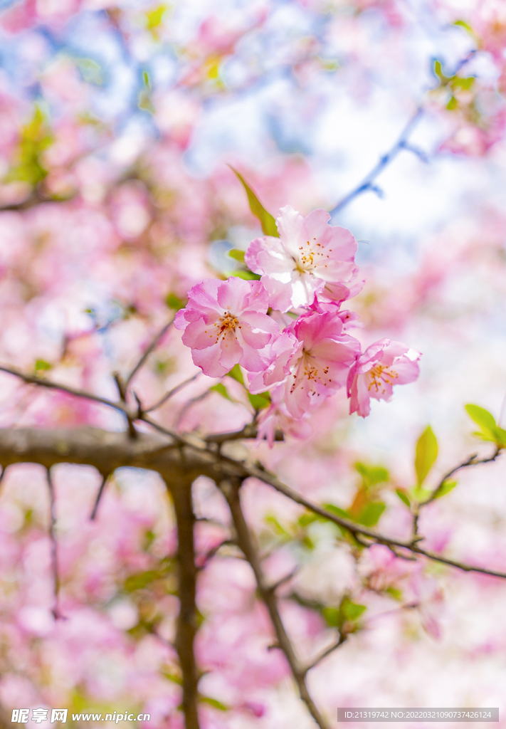 樱花