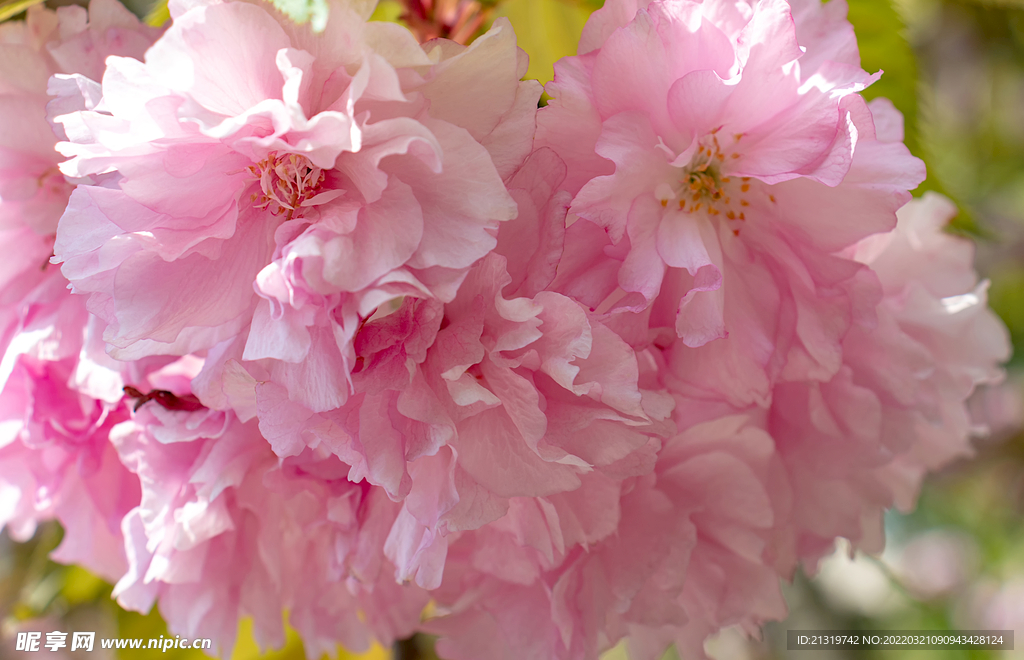 樱花特写