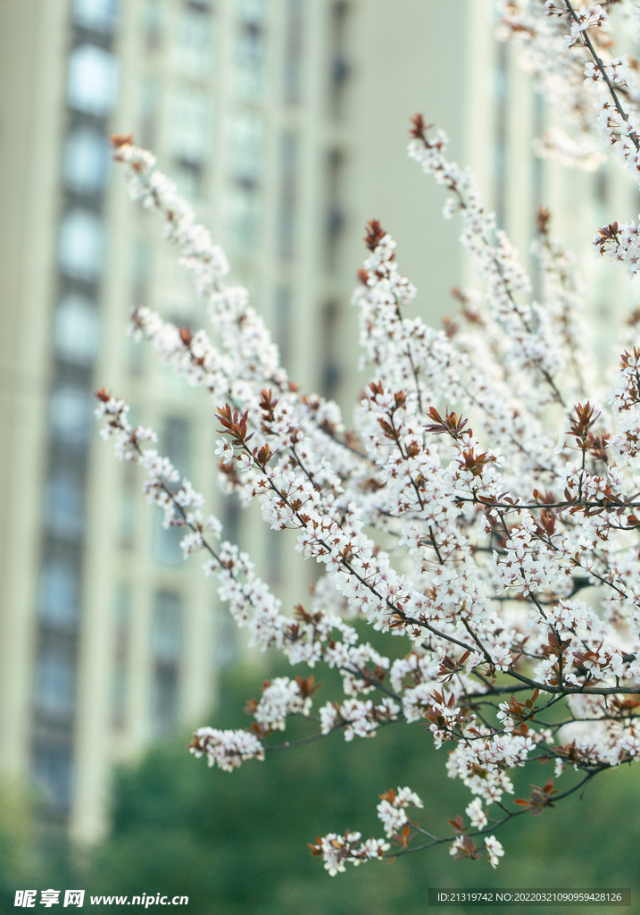樱花素材
