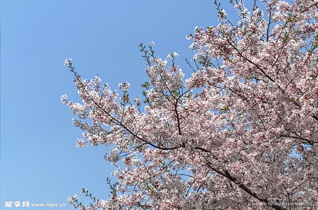 樱花图片