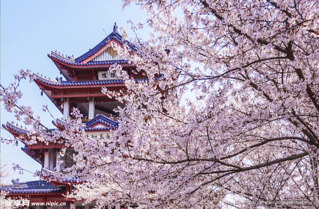 樱花摄影