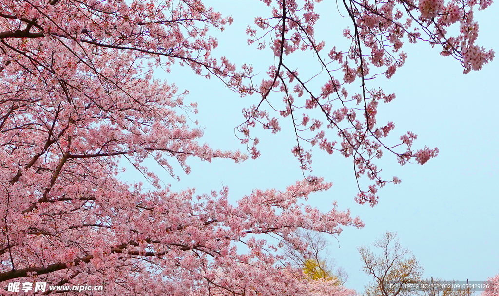 樱花
